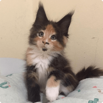 asgard giants gatil maine coon raça mainecoon gato gatos filhote gatinho kitty kiten cat cats criador criação