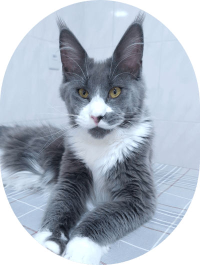 asgard giants gatil maine coon raça mainecoon gato gatos filhote gatinho kitty kiten cat cats criador criação