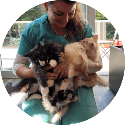 asgard giants gatil maine coon raça mainecoon gato gatos filhote gatinho kitty kiten cat cats criador criação