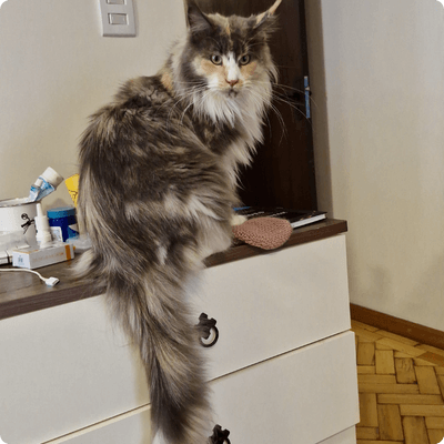asgard giants gatil maine coon raça mainecoon gato gatos filhote gatinho kitty kiten cat cats criador criação