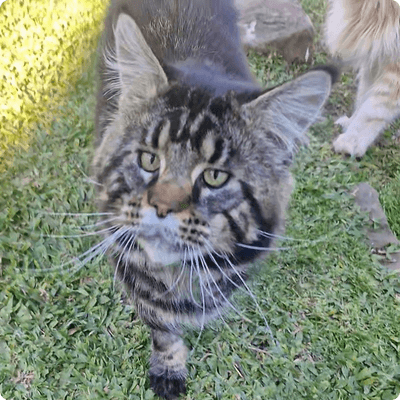 asgard giants gatil maine coon raça mainecoon gato gatos filhote gatinho kitty kiten cat cats criador criação