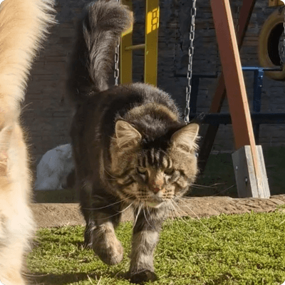 asgard giants gatil maine coon raça mainecoon gato gatos filhote gatinho kitty kiten cat cats criador criação
