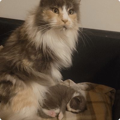 asgard giants gatil maine coon raça mainecoon gato gatos filhote gatinho kitty kiten cat cats criador criação