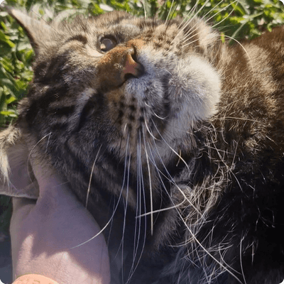 asgard giants gatil maine coon raça mainecoon gato gatos filhote gatinho kitty kiten cat cats criador criação