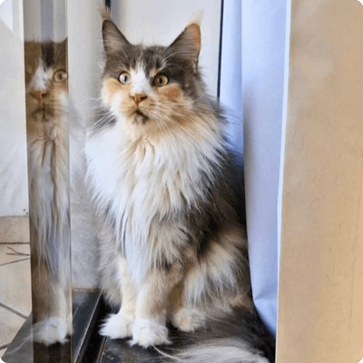 asgard giants gatil maine coon raça mainecoon gato gatos filhote gatinho kitty kiten cat cats criador criação