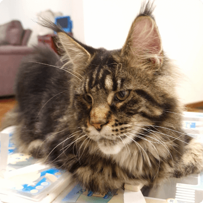 asgard giants gatil maine coon raça mainecoon gato gatos filhote gatinho kitty kiten cat cats criador criação