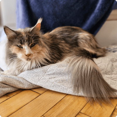 asgard giants gatil maine coon raça mainecoon gato gatos filhote gatinho kitty kiten cat cats criador criação