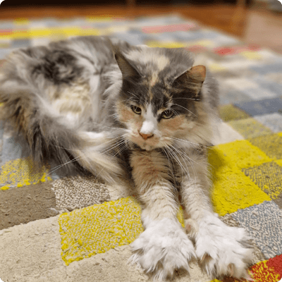 asgard giants gatil maine coon raça mainecoon gato gatos filhote gatinho kitty kiten cat cats criador criação