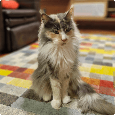 asgard giants gatil maine coon raça mainecoon gato gatos filhote gatinho kitty kiten cat cats criador criação