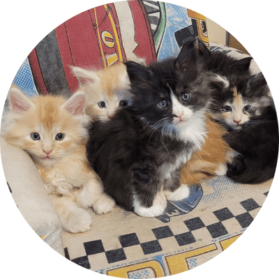 asgard giants gatil maine coon raça mainecoon gato gatos filhote gatinho kitty kiten cat cats criador criação