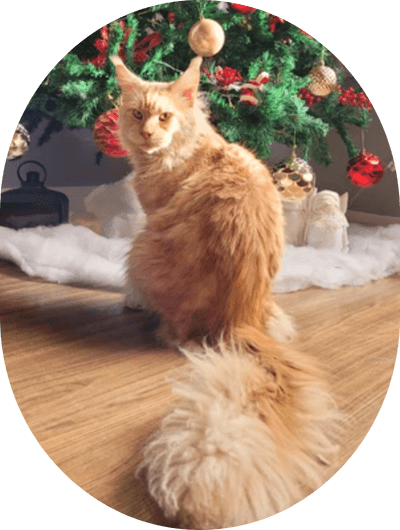asgard giants gatil maine coon raça mainecoon gato gatos filhote gatinho kitty kiten cat cats criador criação