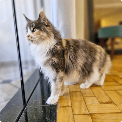 asgard giants gatil maine coon raça mainecoon gato gatos filhote gatinho kitty kiten cat cats criador criação