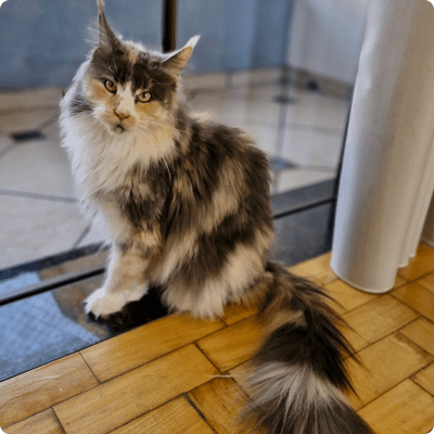 asgard giants gatil maine coon raça mainecoon gato gatos filhote gatinho kitty kiten cat cats criador criação