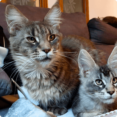 asgard giants gatil maine coon raça mainecoon gato gatos filhote gatinho kitty kiten cat cats criador criação