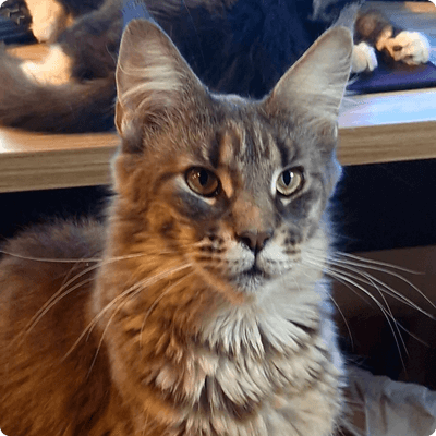 asgard giants gatil maine coon raça mainecoon gato gatos filhote gatinho kitty kiten cat cats criador criação