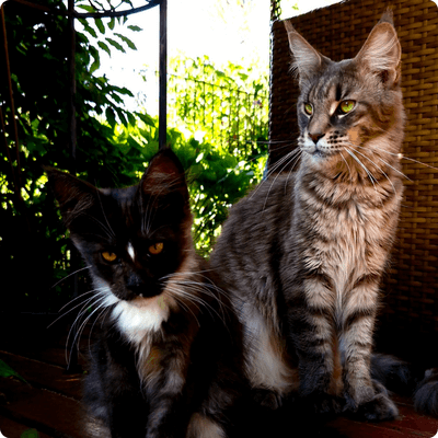 asgard giants gatil maine coon raça mainecoon gato gatos filhote gatinho kitty kiten cat cats criador criação