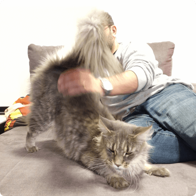 asgard giants gatil maine coon raça mainecoon gato gatos filhote gatinho kitty kiten cat cats criador criação