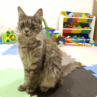 asgard giants gatil maine coon raça mainecoon gato gatos filhote gatinho kitty kiten cat cats criador criação