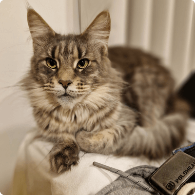 asgard giants gatil maine coon raça mainecoon gato gatos filhote gatinho kitty kiten cat cats criador criação