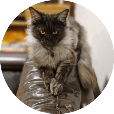 asgard giants gatil maine coon raça mainecoon gato gatos filhote gatinho kitty kiten cat cats criador criação