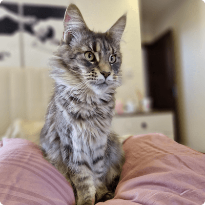 asgard giants gatil maine coon raça mainecoon gato gatos filhote gatinho kitty kiten cat cats criador criação