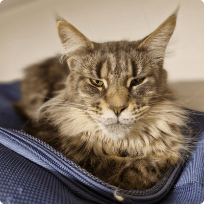 asgard giants gatil maine coon raça mainecoon gato gatos filhote gatinho kitty kiten cat cats criador criação