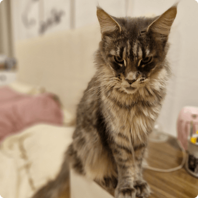 asgard giants gatil maine coon raça mainecoon gato gatos filhote gatinho kitty kiten cat cats criador criação
