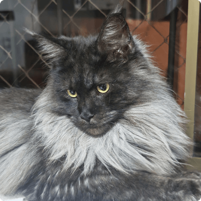 asgard giants gatil maine coon raça mainecoon gato gatos filhote gatinho kitty kiten cat cats criador criação
