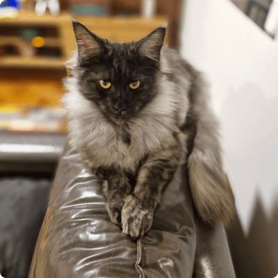 asgard giants gatil maine coon raça mainecoon gato gatos filhote gatinho kitty kiten cat cats criador criação