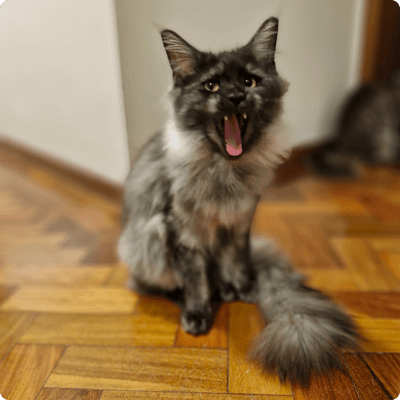 asgard giants gatil maine coon raça mainecoon gato gatos filhote gatinho kitty kiten cat cats criador criação