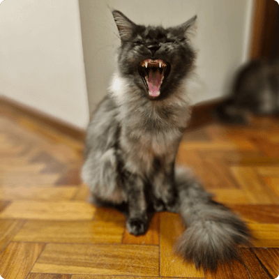 asgard giants gatil maine coon raça mainecoon gato gatos filhote gatinho kitty kiten cat cats criador criação
