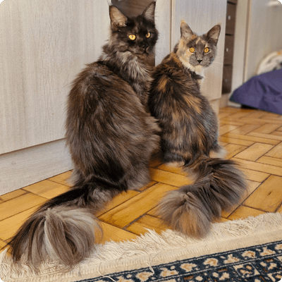 asgard giants gatil maine coon raça mainecoon gato gatos filhote gatinho kitty kiten cat cats criador criação