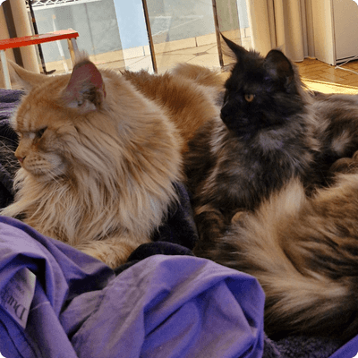 asgard giants gatil maine coon raça mainecoon gato gatos filhote gatinho kitty kiten cat cats criador criação