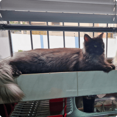 asgard giants gatil maine coon raça mainecoon gato gatos filhote gatinho kitty kiten cat cats criador criação