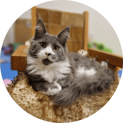 asgard giants gatil maine coon raça mainecoon gato gatos filhote gatinho kitty kiten cat cats criador criação