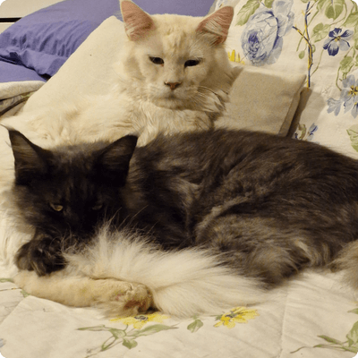 asgard giants gatil maine coon raça mainecoon gato gatos filhote gatinho kitty kiten cat cats criador criação