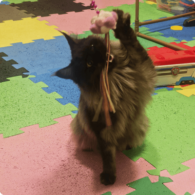 asgard giants gatil maine coon raça mainecoon gato gatos filhote gatinho kitty kiten cat cats criador criação