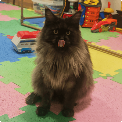 asgard giants gatil maine coon raça mainecoon gato gatos filhote gatinho kitty kiten cat cats criador criação