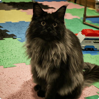 asgard giants gatil maine coon raça mainecoon gato gatos filhote gatinho kitty kiten cat cats criador criação