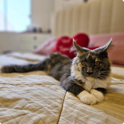 asgard giants gatil maine coon raça mainecoon gato gatos filhote gatinho kitty kiten cat cats criador criação