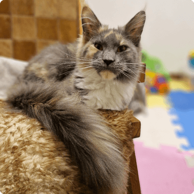 asgard giants gatil maine coon raça mainecoon gato gatos filhote gatinho kitty kiten cat cats criador criação