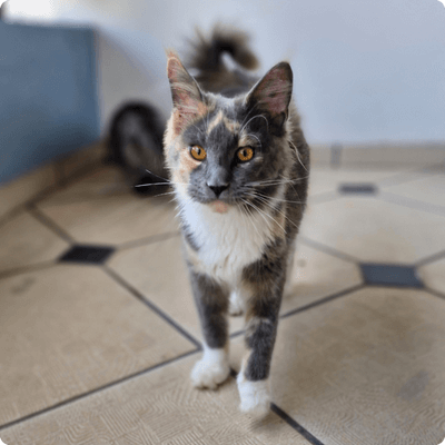 asgard giants gatil maine coon raça mainecoon gato gatos filhote gatinho kitty kiten cat cats criador criação