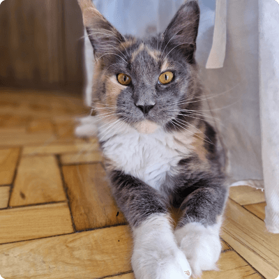 asgard giants gatil maine coon raça mainecoon gato gatos filhote gatinho kitty kiten cat cats criador criação