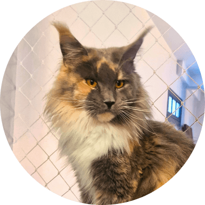 asgard giants gatil maine coon raça mainecoon gato gatos filhote gatinho kitty kiten cat cats criador criação