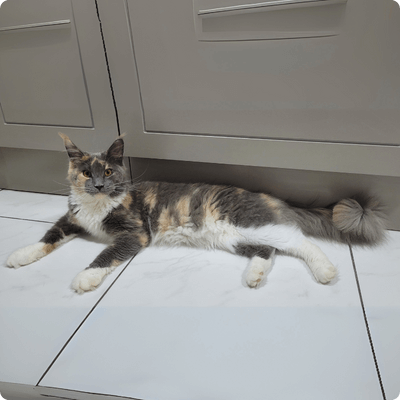 asgard giants gatil maine coon raça mainecoon gato gatos filhote gatinho kitty kiten cat cats criador criação