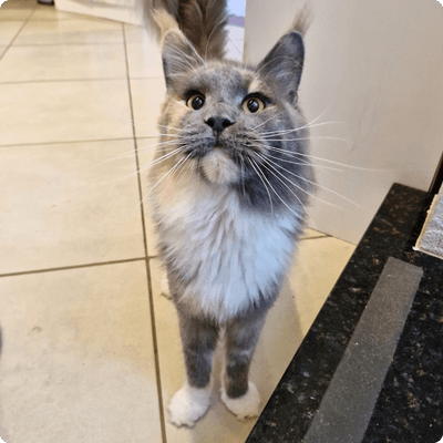 asgard giants gatil maine coon raça mainecoon gato gatos filhote gatinho kitty kiten cat cats criador criação