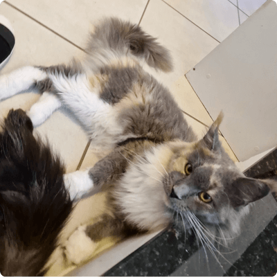 asgard giants gatil maine coon raça mainecoon gato gatos filhote gatinho kitty kiten cat cats criador criação