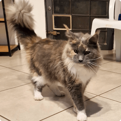 asgard giants gatil maine coon raça mainecoon gato gatos filhote gatinho kitty kiten cat cats criador criação