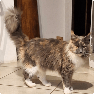 asgard giants gatil maine coon raça mainecoon gato gatos filhote gatinho kitty kiten cat cats criador criação