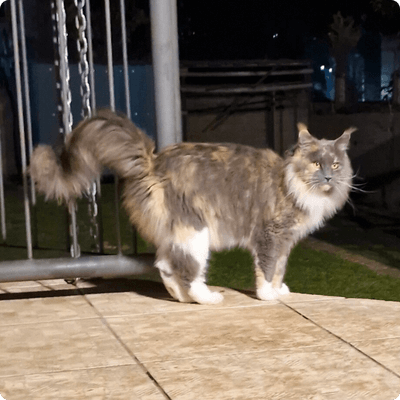 asgard giants gatil maine coon raça mainecoon gato gatos filhote gatinho kitty kiten cat cats criador criação